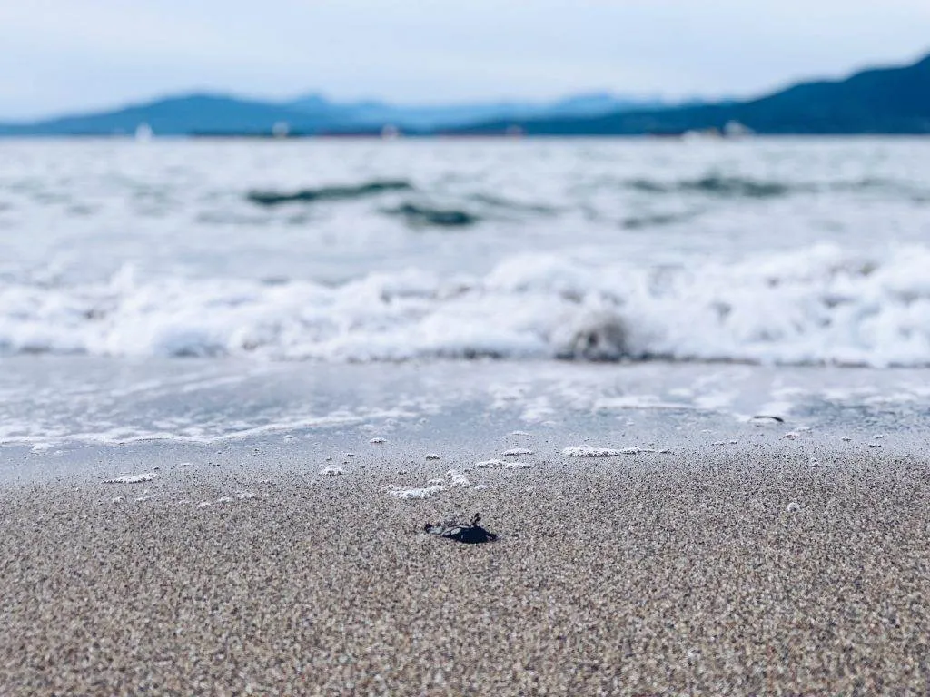 Beautiful Vancouver: 5 Reasons Vancouver Is A Good City For Kids 3